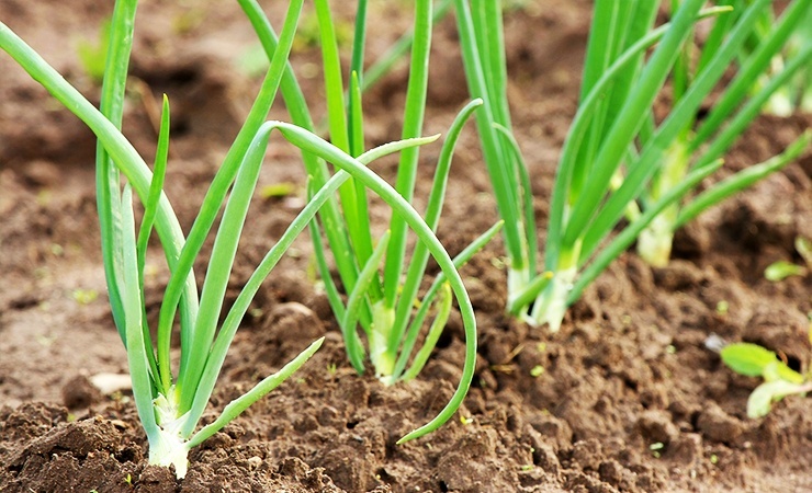 onions keep spiders away from the other vegetables in your garden