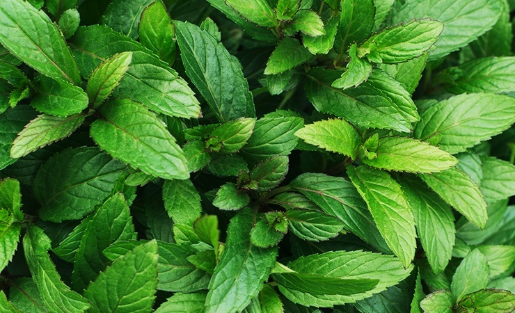 peppermint is a crucial component in DIY spider repellent spray