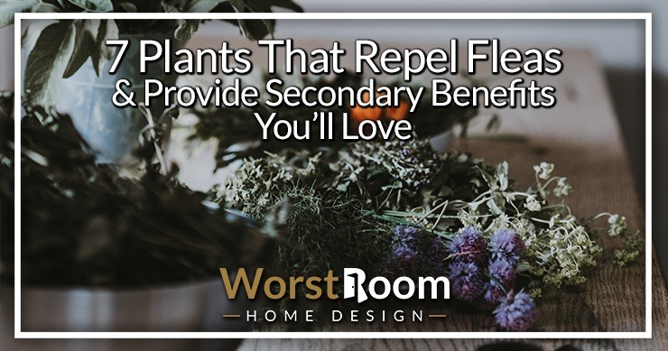 plants that repel fleas