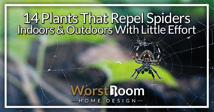 plants that repel spiders