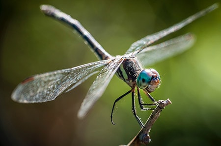 dragonflies love to eat mosquitos so attracting them with plants is a good idea