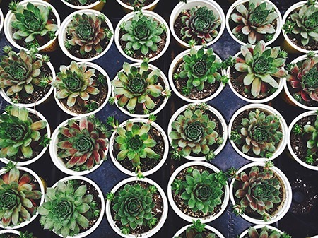 how to grow succulents from cuttings