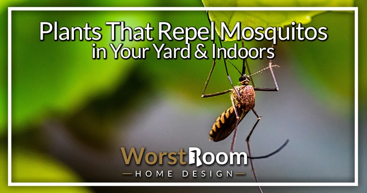 plants that repel mosquitos