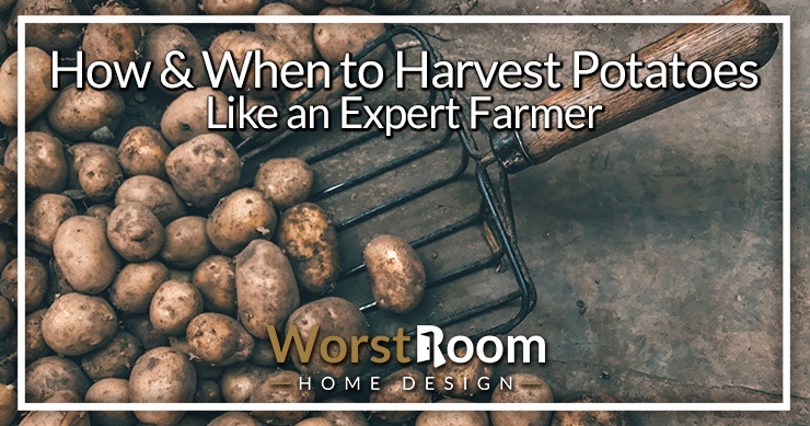 when to harvest potatoes