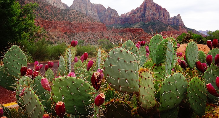 Barbary Fig Cactus