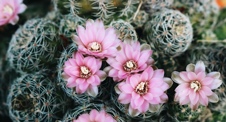 Hedgehog Cactus