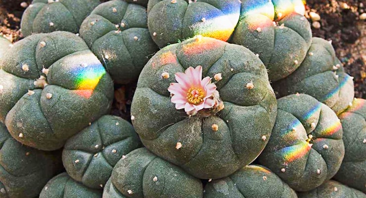 Peyote Cactus