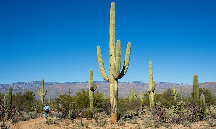 Saguaro Cactus