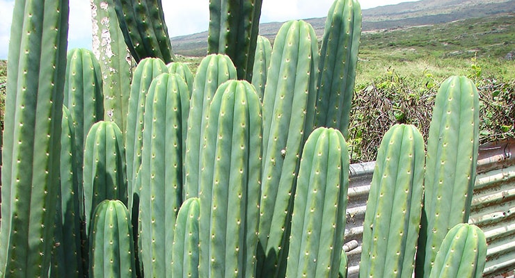 San Pedro Cactus