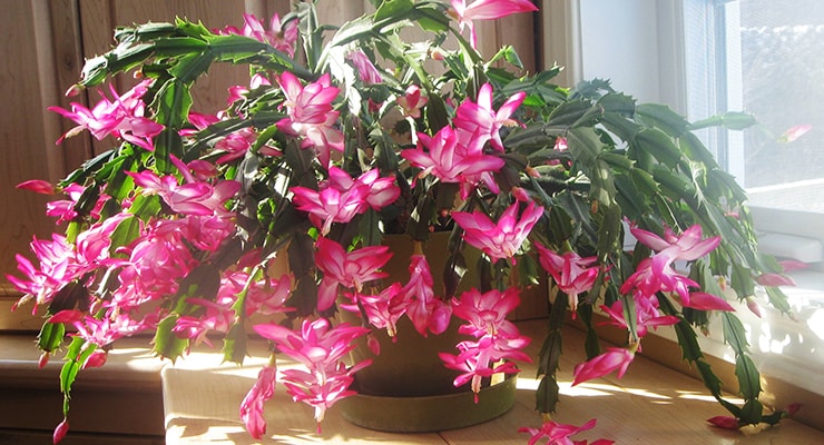 Schlumbergera Cactus