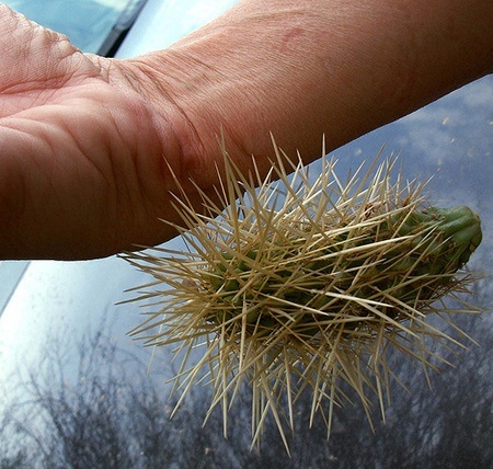 how to kill cactus without getting stung by spines