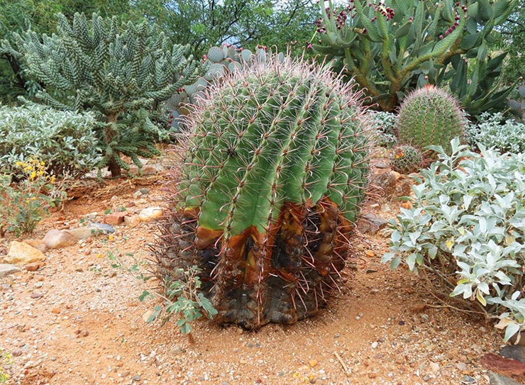 mushy rotting overwatered cactus - how to kill a cactus in your yard