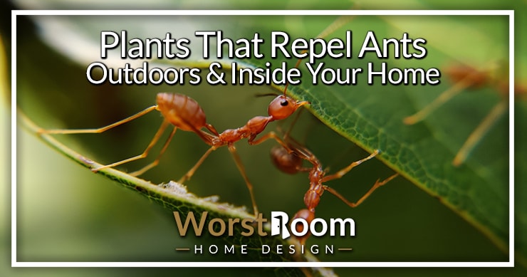 Les plantes d'intérieur repoussent les fourmis