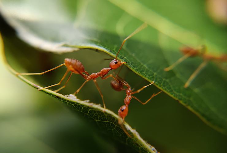 Plants that attract ants information