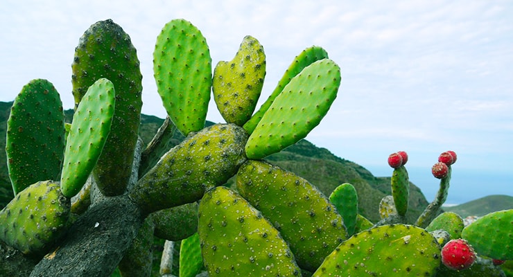 prickly pear cactus