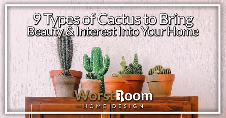 9 Types Of Cactus To Bring Beauty Interest Into Your Home Worst Room,Microcrystalline Cellulose In Food