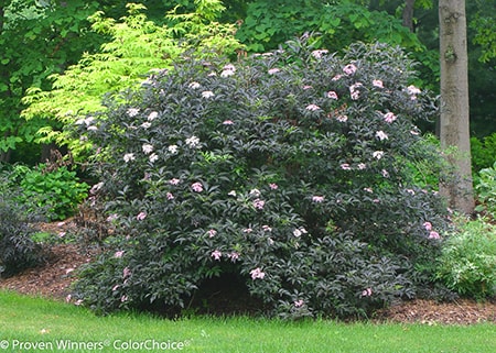 elderberry bush care