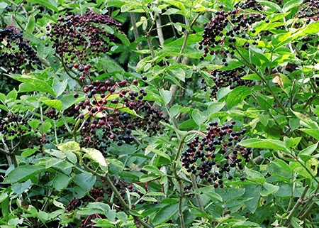 elderberry care