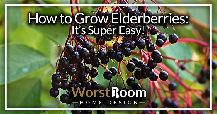 how to grow elderberries