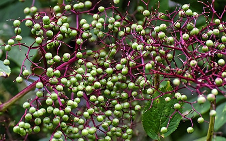 when to harvest elderberries