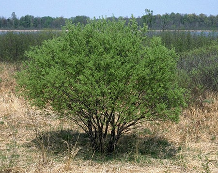 bebb willow tree types