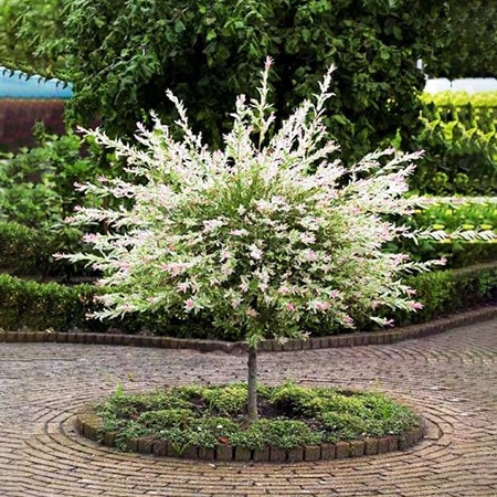 dappled willow tree