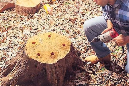 drill holes in tree stump to aid in killing it