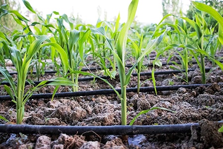 drip irrigation is probably the best of the alternatives to underground sprinkler systems without all of the trouble of installing one causing you to tear up your garden or lawn