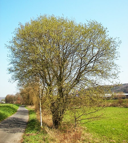 goat willow tree