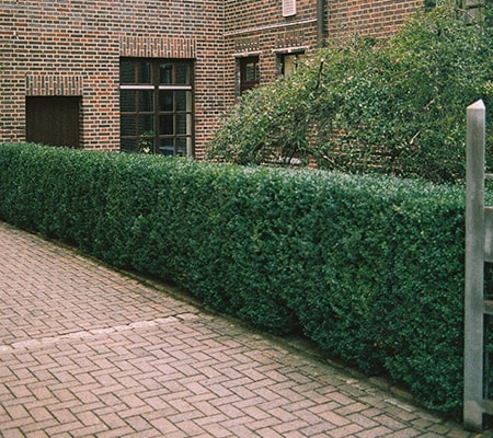 hedge fence alternatives to fencing