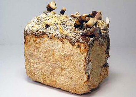 mycelium bricks