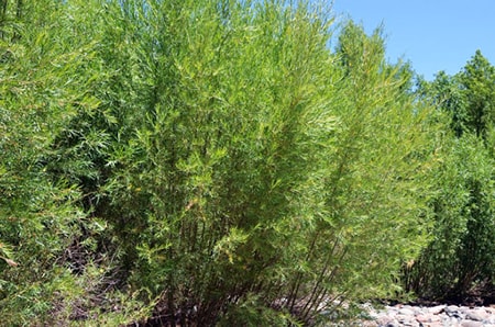 narrowleaf willow tree