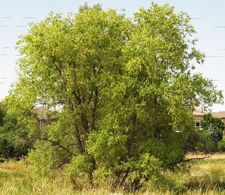 peach-leaf willow tree