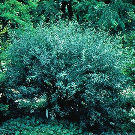 purple osier willow tree