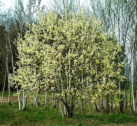pussy willow tree