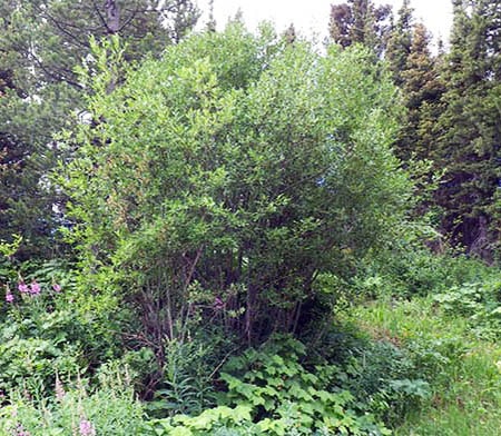 scouler's willow tree