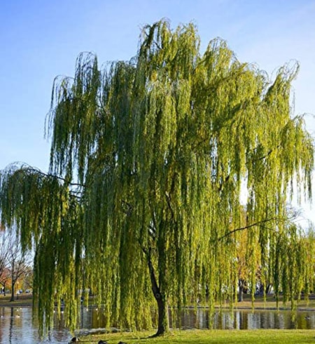 weeping willow tree