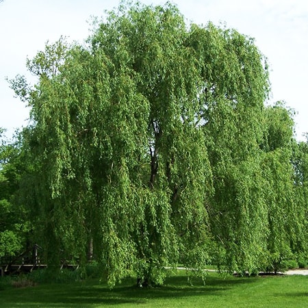 white willow tree