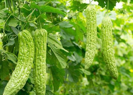 bitter melons are a great source of antioxidants and can grow on a trellis or lattice