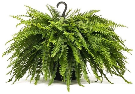 boston ferns are very common fern types in the western hemisphere