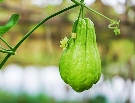 chayotes or mirliton squash taste very much like a pear