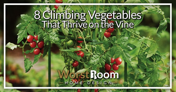 climbing vegetables