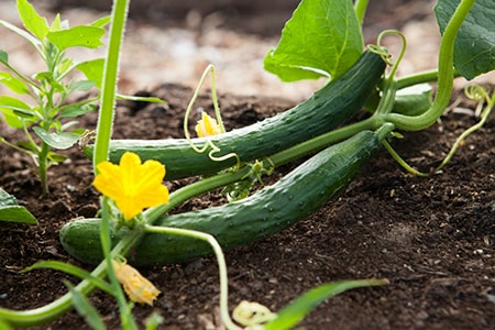 cucumbers are often grown in vertical gardening because they are, in fact, vine vegetables