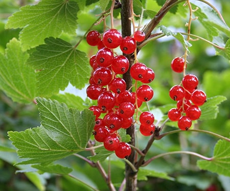 Berry, Red Currant, Eurasian Shrub That Produces Small Edible Red Berries.  Stock Photo, Picture and Royalty Free Image. Image 141771200.