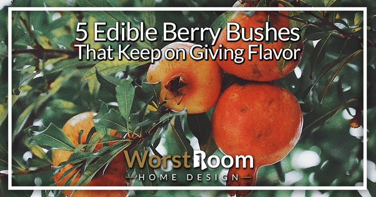 edible berry bushes