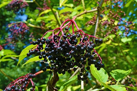 elderberries have been unpopular in the past but people are recognizing them as delicious edible berry bushes these days