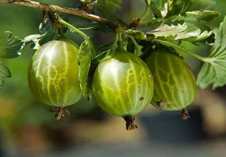 gooseberries are one of the most versatile types of edible berry bushes out there