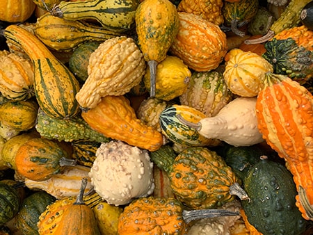 everyone knows gourds are climber vegetables as long as you don't let them become too heavy