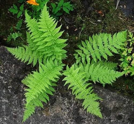 of the types of indoor ferns, the lady fern is perhaps the most feminine in appearance