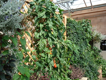 You can also grow your climber vegetables on a lattice fence to further improve your privacy